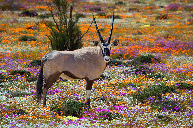 北开普 (Northern Cape)