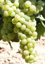 白丹魄Tempranillo Blanco