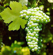 维迪奇诺 Verdicchio