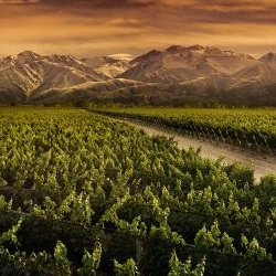 收成剧减迫使阿根廷葡萄酒走上高端化道路