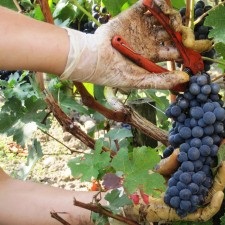 2017年份产量大幅下降 不会直接导致该年份葡萄酒价格上涨