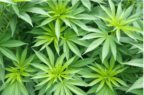 星座集团巨资入股大麻生产商 欲创制“大麻饮料”