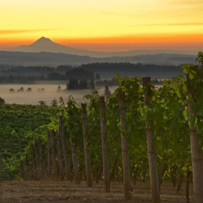 冉冉上升的新兴葡萄酒产区—俄勒冈州（Oregon），你了解多少？