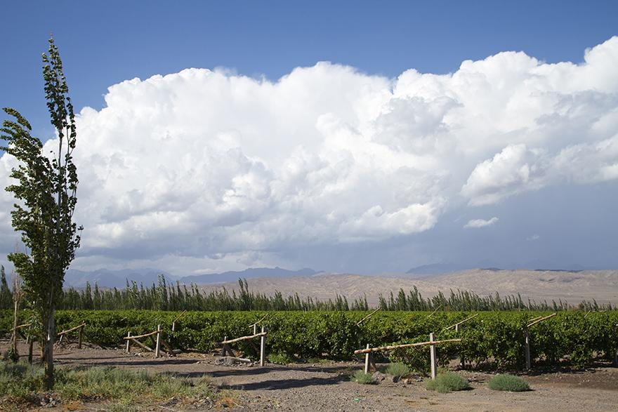 蒲昌酒庄Puchang Winery