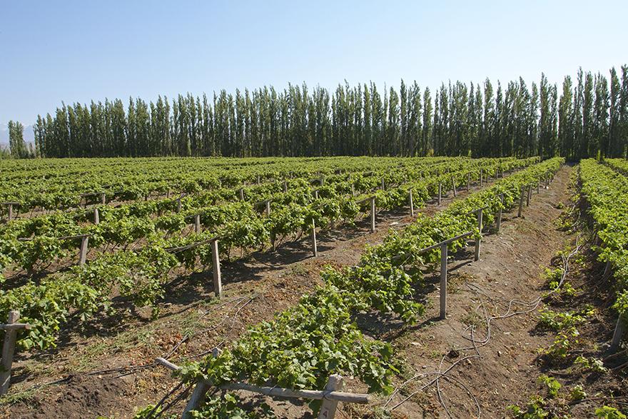 蒲昌酒庄Puchang Winery