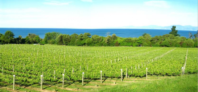 基纳克利夫酒庄Kina Cliffs