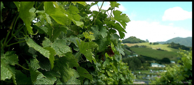 天意酒庄Providence Vineyards