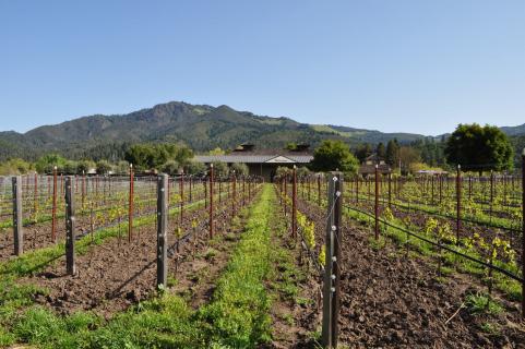 地标酒庄Landmark  Vineyards