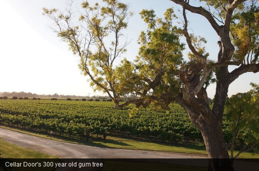 帕克酒庄Parker Coonawarra Estate