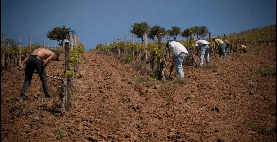 塔斯卡酒庄TASCA