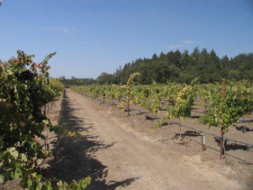 泰特斯酒庄Titus Vineyards