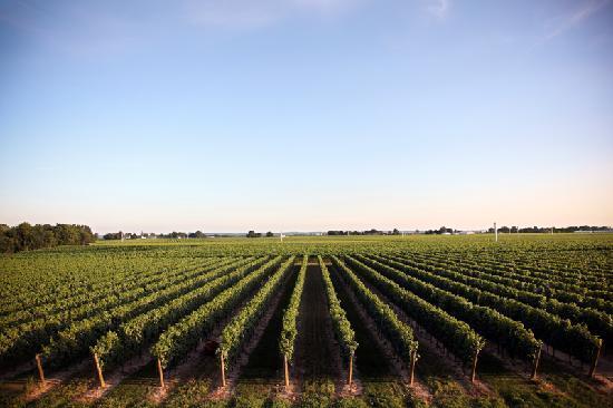 杰克逊瑞格园Jackson Triggs Winery