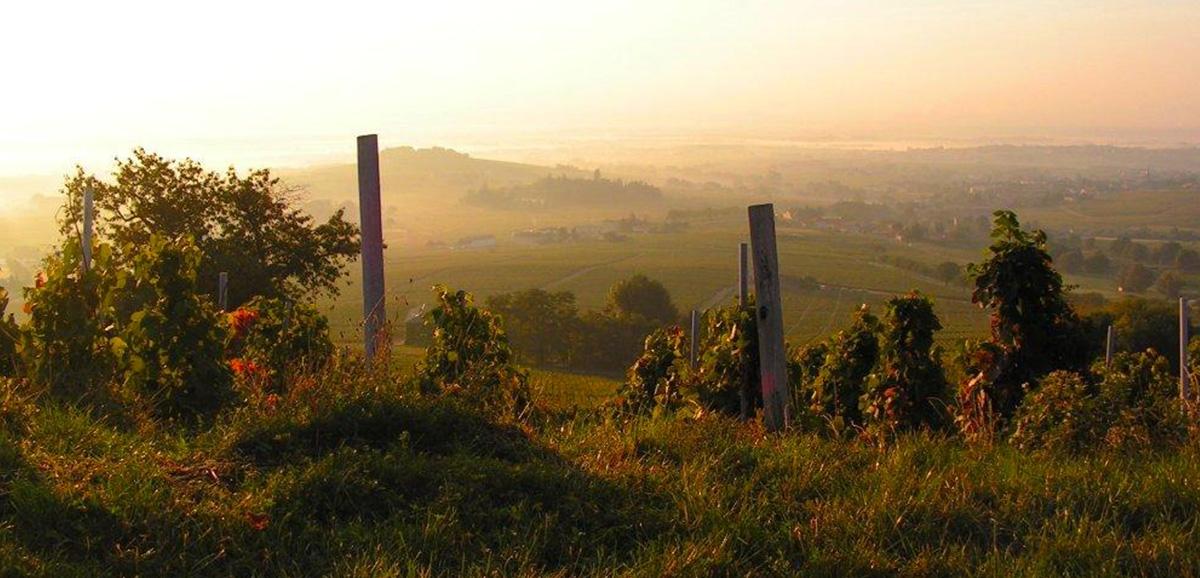 劳伦马特雷酒庄Domaine Laurent Martray