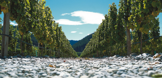 马腾山谷酒庄Matua Valley Wines