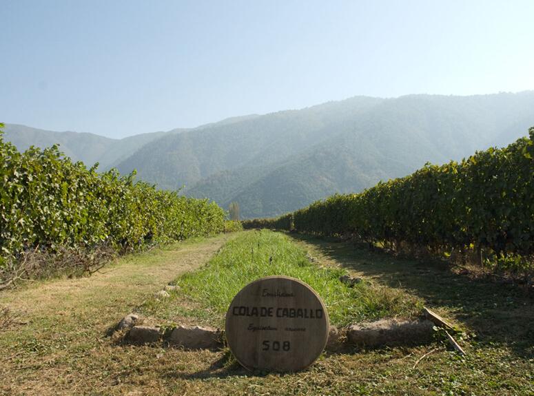 埃米利亚纳酒庄Emiliana Vinyards