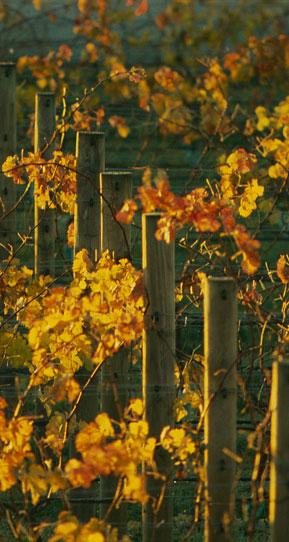 红铜酒庄Redmetal Vineyards