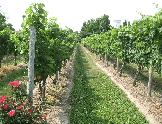 宝石酒庄Cape Diamond Winery