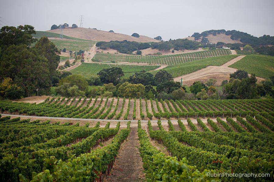 波尔金酒庄Bouchaine Vineyards