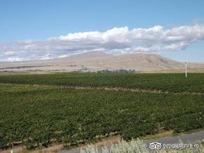 欧纳酒庄Kiona Vineyards