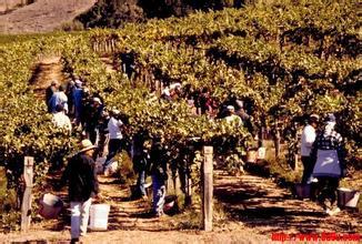 欧卡西欧酒庄Occasio Winery