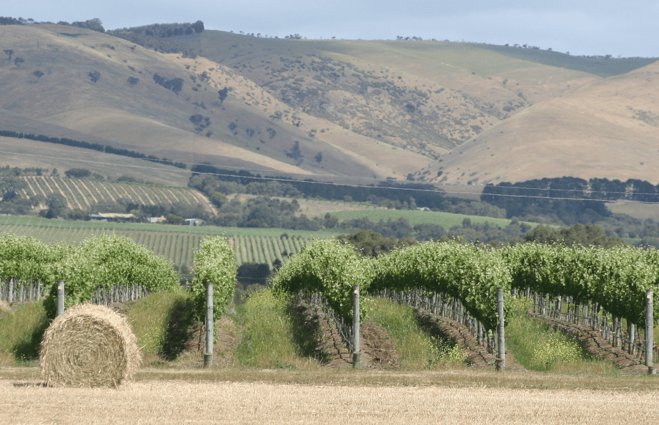 巴伦角酒庄Cape Barren