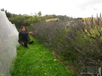 塔卡马托谷酒庄Takamatua Valley Vineyards