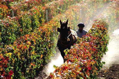 安第斯之箭酒庄Bodega Flechas de los Andes