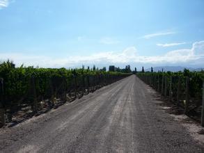 安第斯酒园Andean vineyards