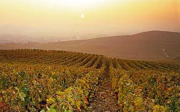 朗酒庄Lang Vineyards