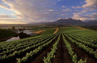 斯特兰德酒庄Stellenbosch Vineyards