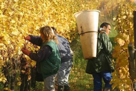 舒伯格酒庄Domaines Schlumberger