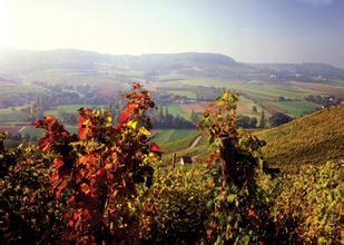 洛克酒庄Chateau La Roque de By