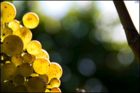 芬恩谷酒庄Fenn Valley Vineyards