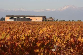 卡利绿酒庄Carlei Estate & Green Vineyards