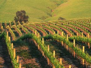 吉纳维酒庄Sainte Genevieve Winery