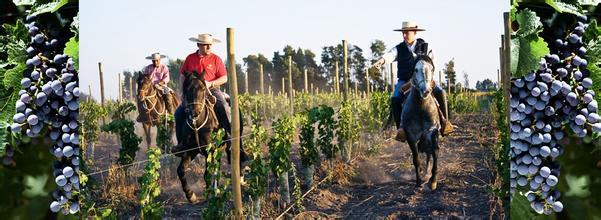 阿奎尔酒庄De Aguirre Bodegas Vinedos