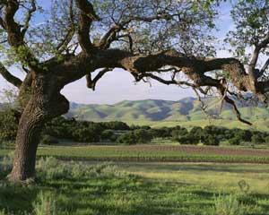 福克森酒庄Foxen Vineyard