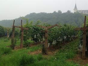 卷须酒庄Tendril Wine Cellars