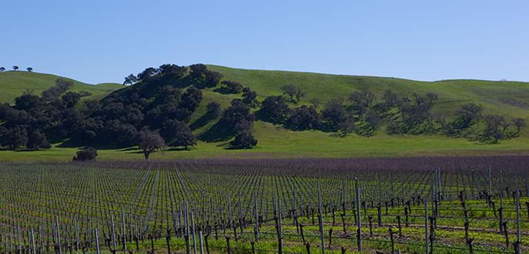 燧石酒庄Firestone Vineyard