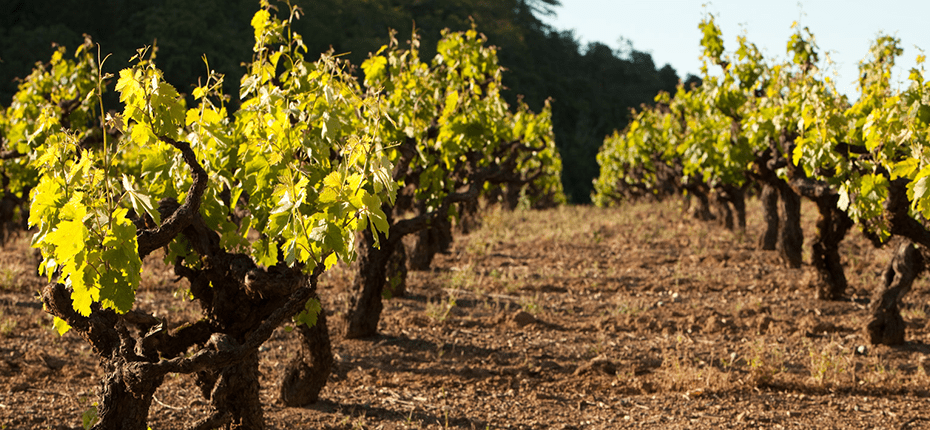 喜格士酒庄Seghesio Family Vineyards