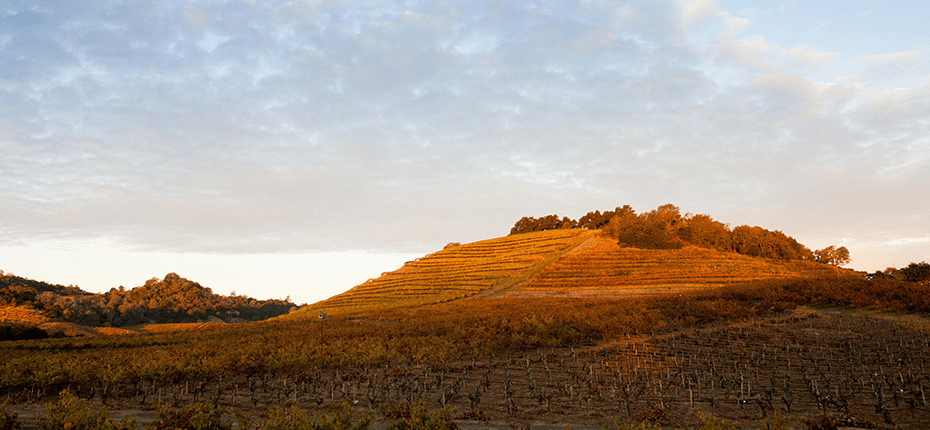 喜格士酒庄Seghesio Family Vineyards