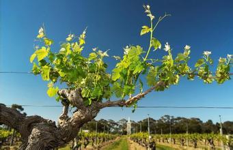 皇家酒庄King Family Vineyards