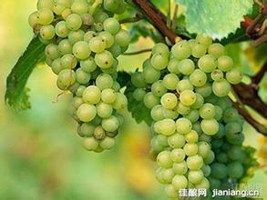 葡美奥克酒庄Paumanok Vineyards