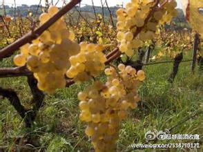 查龙酒庄Chalone Vineyard