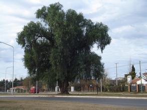 阿格贝Aguaribay