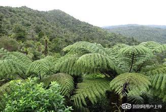 龙卡瑞Lone Kauri