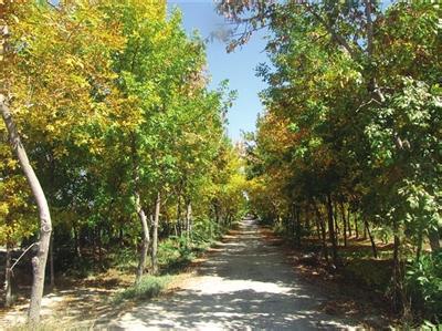 金河酒庄River Gum